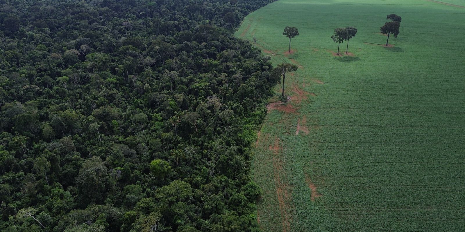 Trópicos registram perda recorde de floresta primária